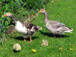 Bayerische-Landgans-02