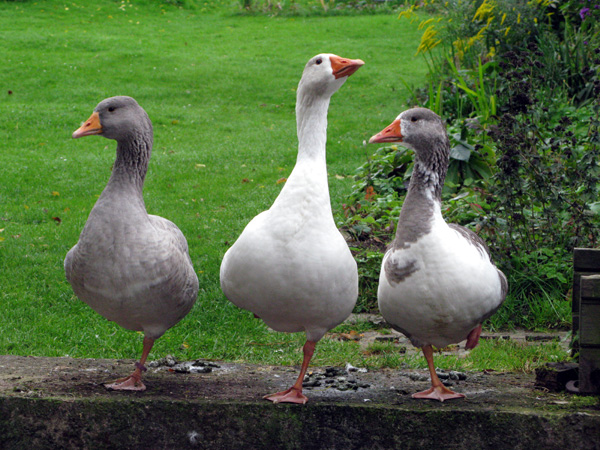 Bayerische Landgänse - neumuehle